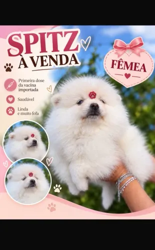 Spitz alemão