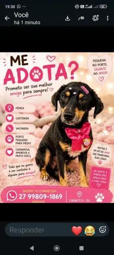 Cachorro 