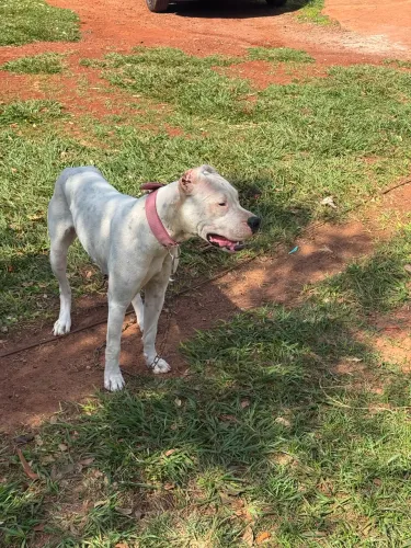 Vendo um Dogo Argentino