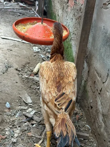 6 frangas caipiras mestiças de inidio gigante