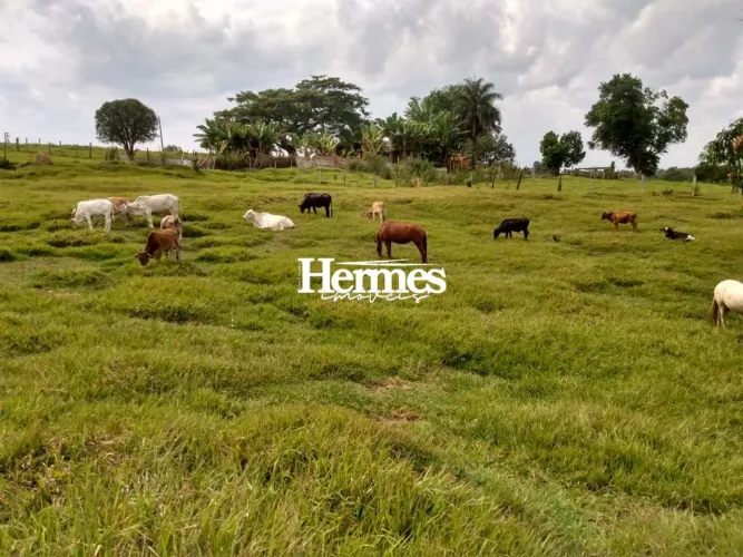 Sítio de 6,05 hectares à venda em Artur Nogueira SP.