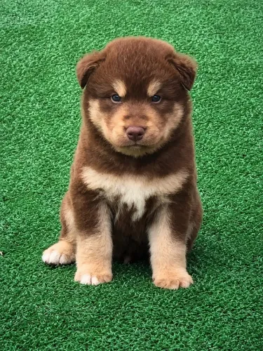Husky macho Wooly 