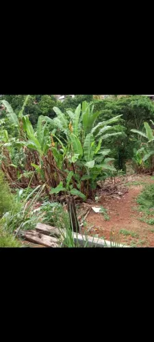 Lote com 500 metros , mais 120 metros área reserva