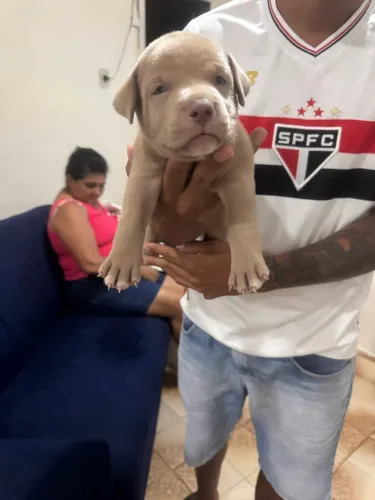 Pitbull