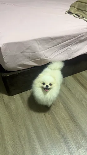 Spitz Procuro namoradinha