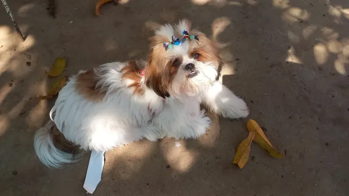 Shihtzu Puro