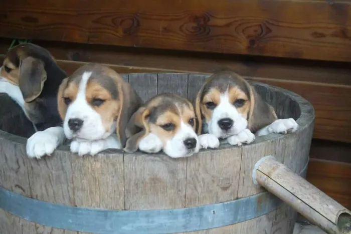 Filhotes De Beagle - O Melhor Presente Tem Quatro Patas E Coração Enorme