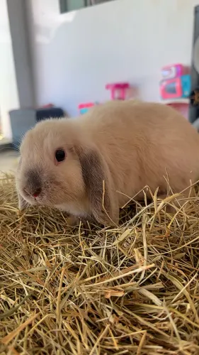 Coelho Mini Lop