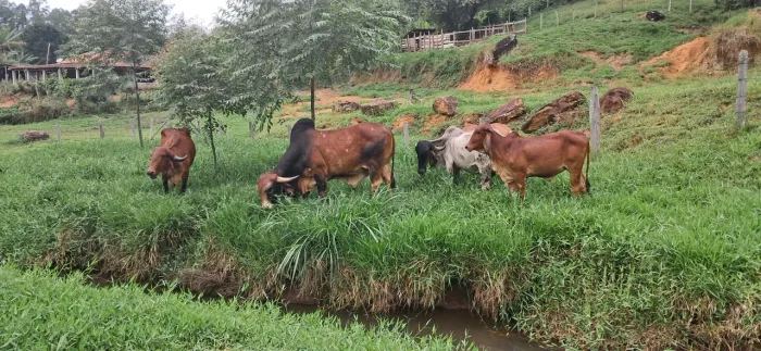 Touro e Vaca Gir Leiteiro (PO)