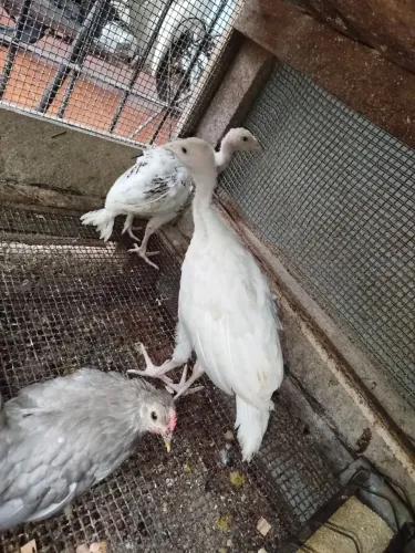 Casal de peru fraginho