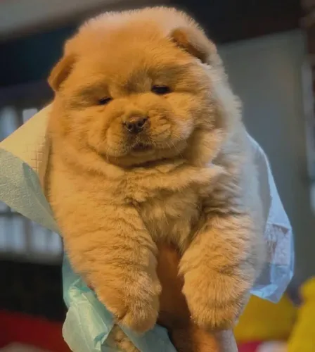 Filhote Chow-chow, Os melhores amigos vêm em pacotes de fofura e amor!