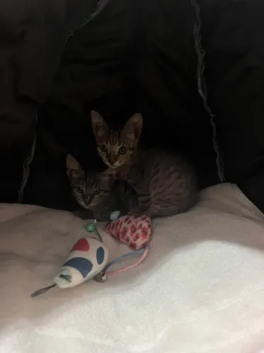 Gatinho para adoção