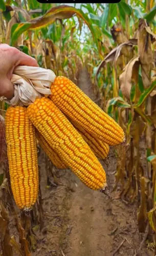 Milho em Grãos, Quirera de Milho e Farelo de Soja 60kg Direto do Produtor