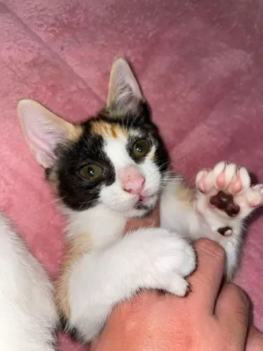 Gatos para doação