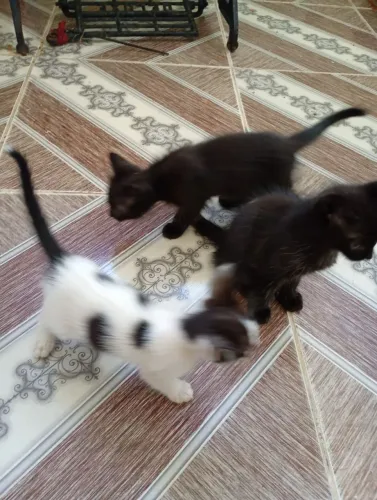 Gatos Adoção.