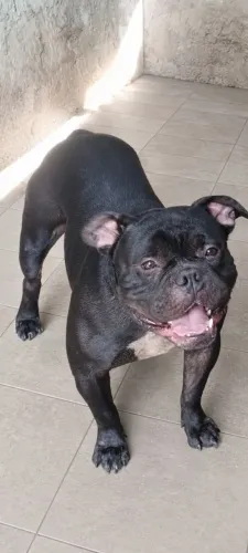 American Bully 