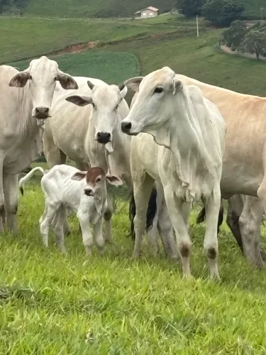 Novilhas Nelore Parindo ! 17 novilhas.