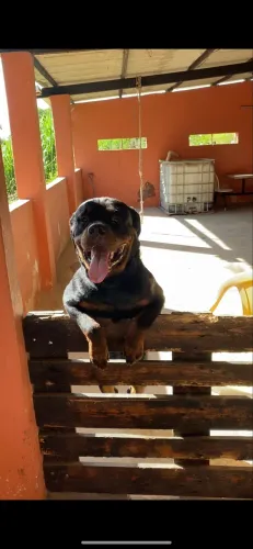 Rottweiler para cruza 