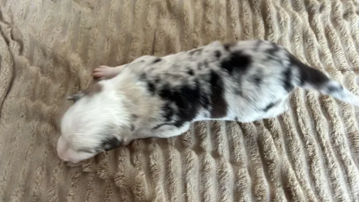Filhotes de Border Collie