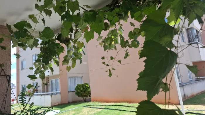 Videira enxertada mais de 5 metros vaso gigante. Vendendo por falta de espaço.