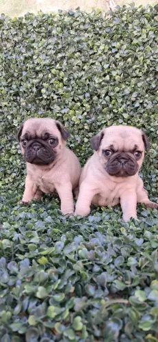Lindos filhotes