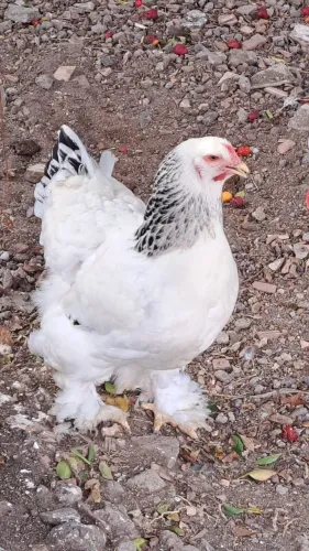 Galinha brahma