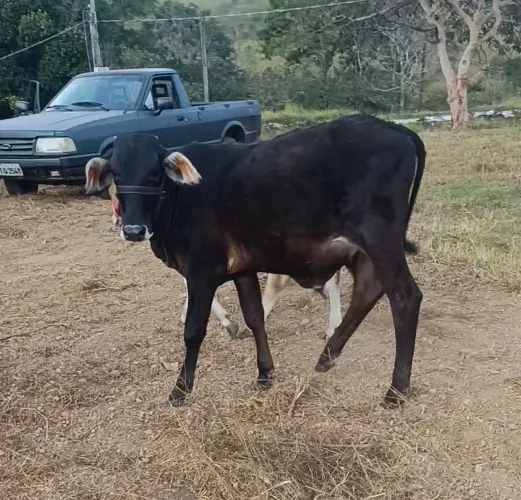 Bezerro anelorado 