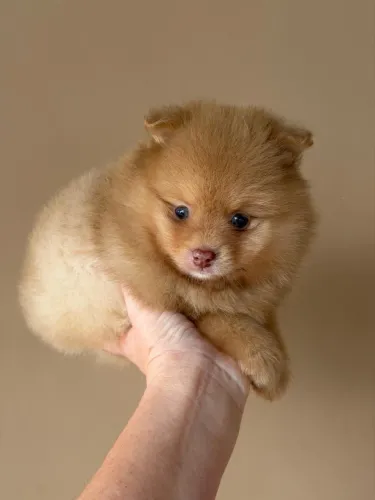 Spitz Alemão para família especial