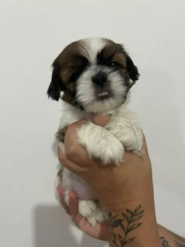 Filhote de shih tzu o pequeno amigo que faz qualquer dia mais feliz