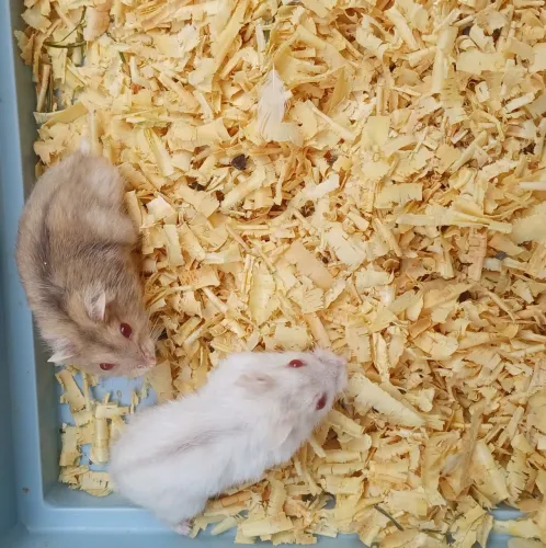 Hamster anão russo ótimo pet para sua companhia.