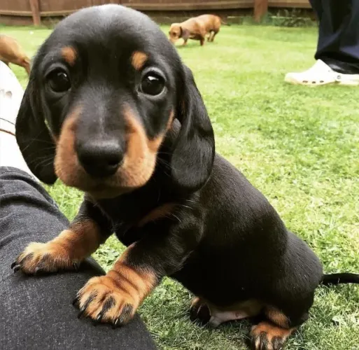 Dachshund Mini fêmea Black and tan 