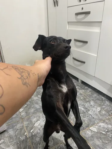 Pinscher N°2