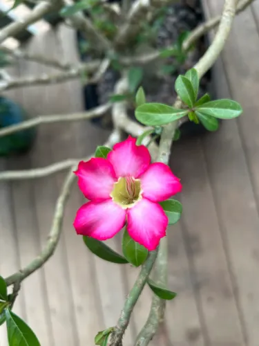 Rosas do desertos a venda