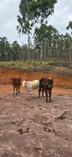 Vendo 2 bois e uma vaca
