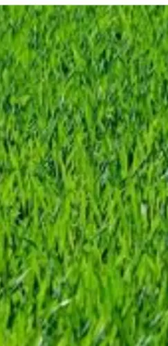 Plantaçao de grama e manutençao de jardim