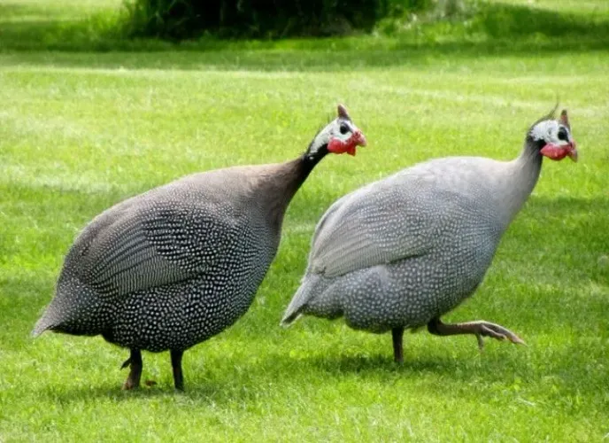 Vendo galinhas da Angola dois machos