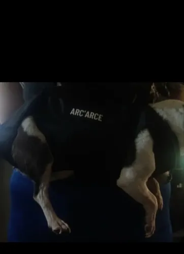 Mochila de transporte pet