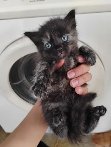 Gatos para doação