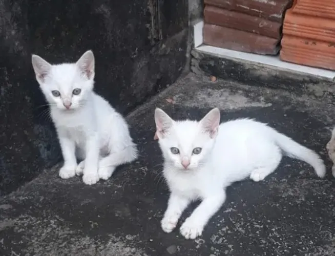 casal de gatinhos para adoção responsável!