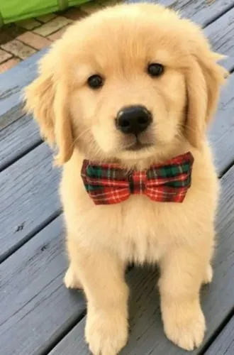 Neném golden retriever saudável de linhagem especial selecionada