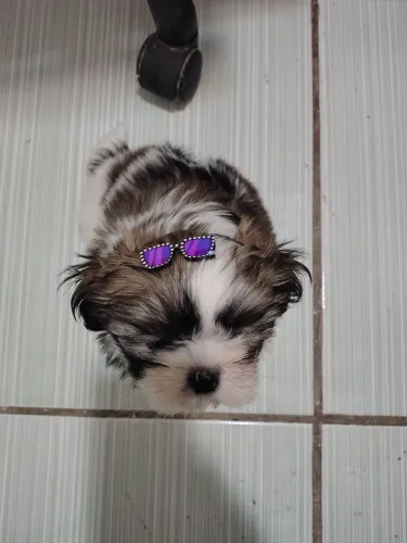 Shi tzu