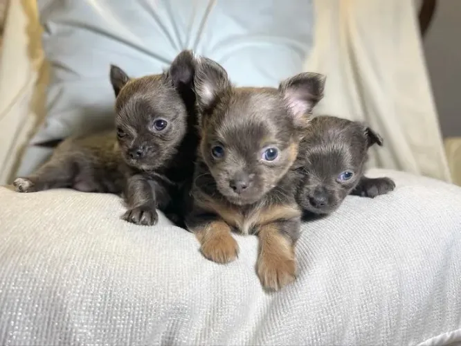 Chihuahua brincalhão