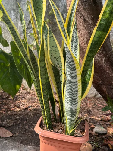 Vendo planta espada de São Jorge