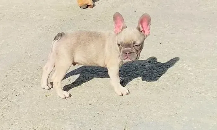 Buldogue francês 