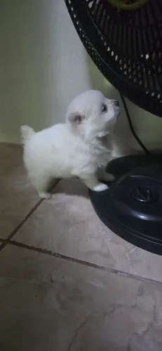 Spitz alemão