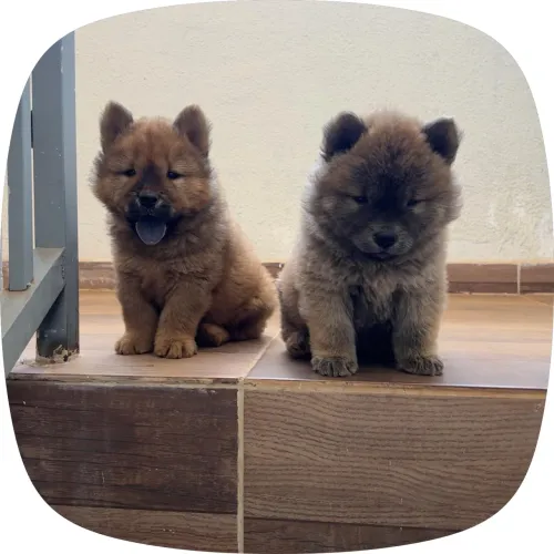 Filhotes de cachorro da raça Chow chow