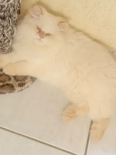 Gato persa