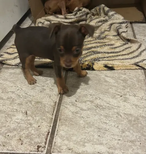 Pinscher