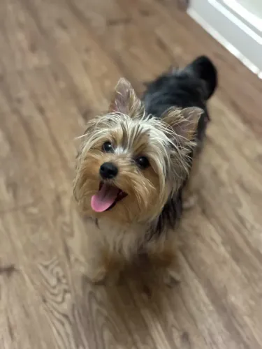 YORK SHIRE TERRIER