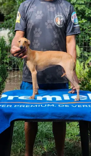 Galguinha Femea - 9 meses